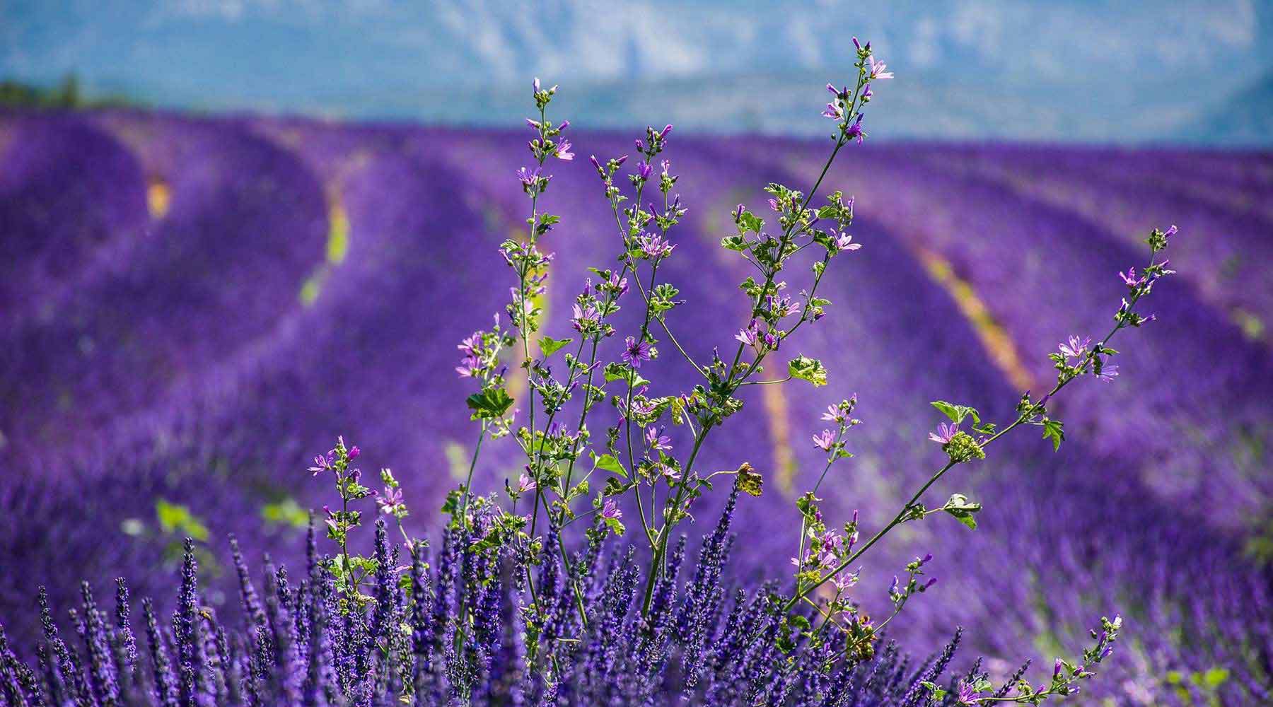 lavender_4 lavender_4
